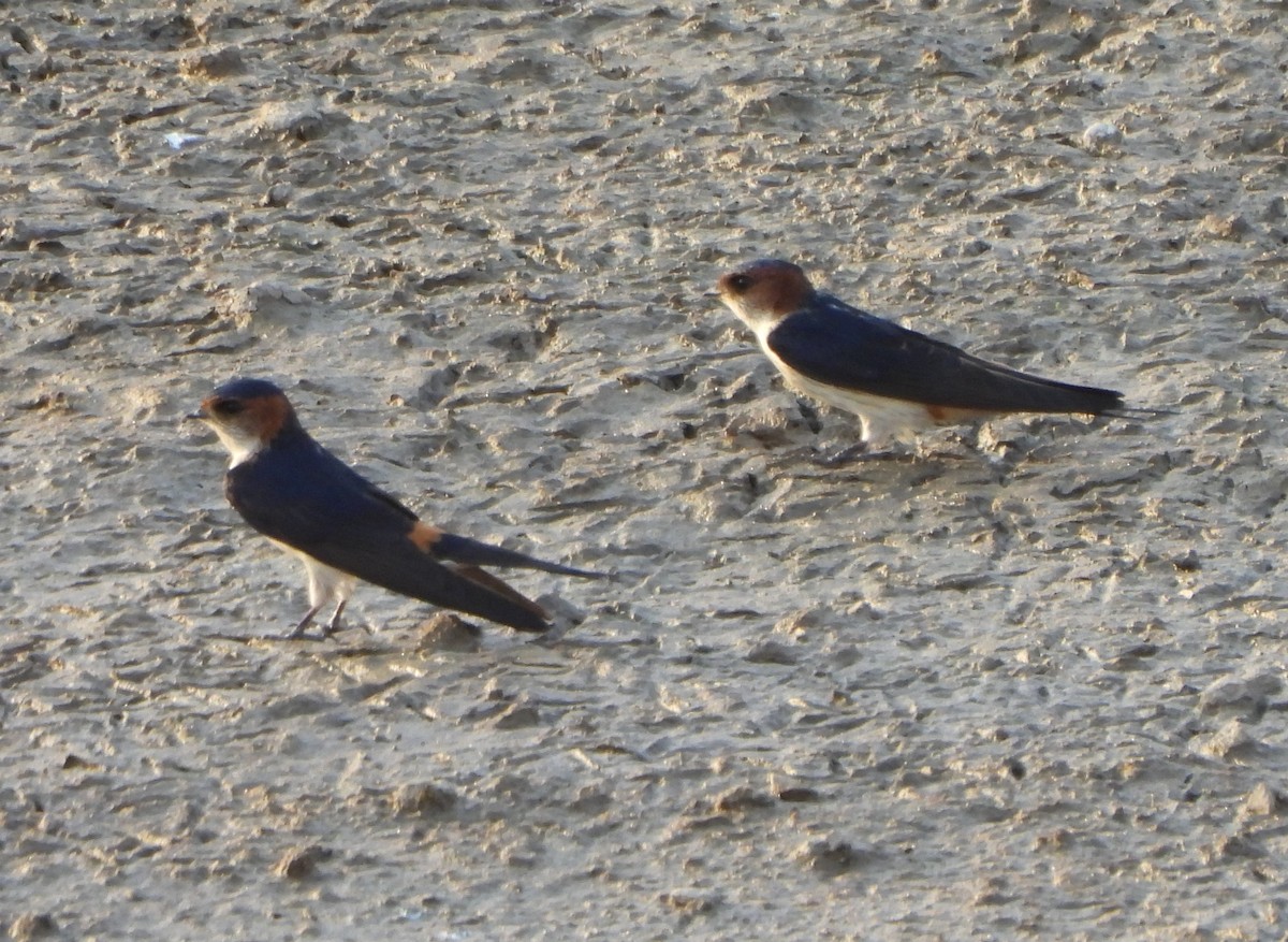 Red-rumped Swallow - ML618557354