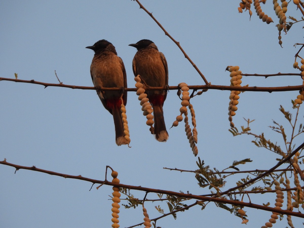 Red-vented Bulbul - ML618557364