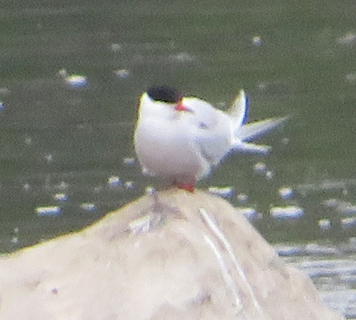 Common Tern - Marianne Friers