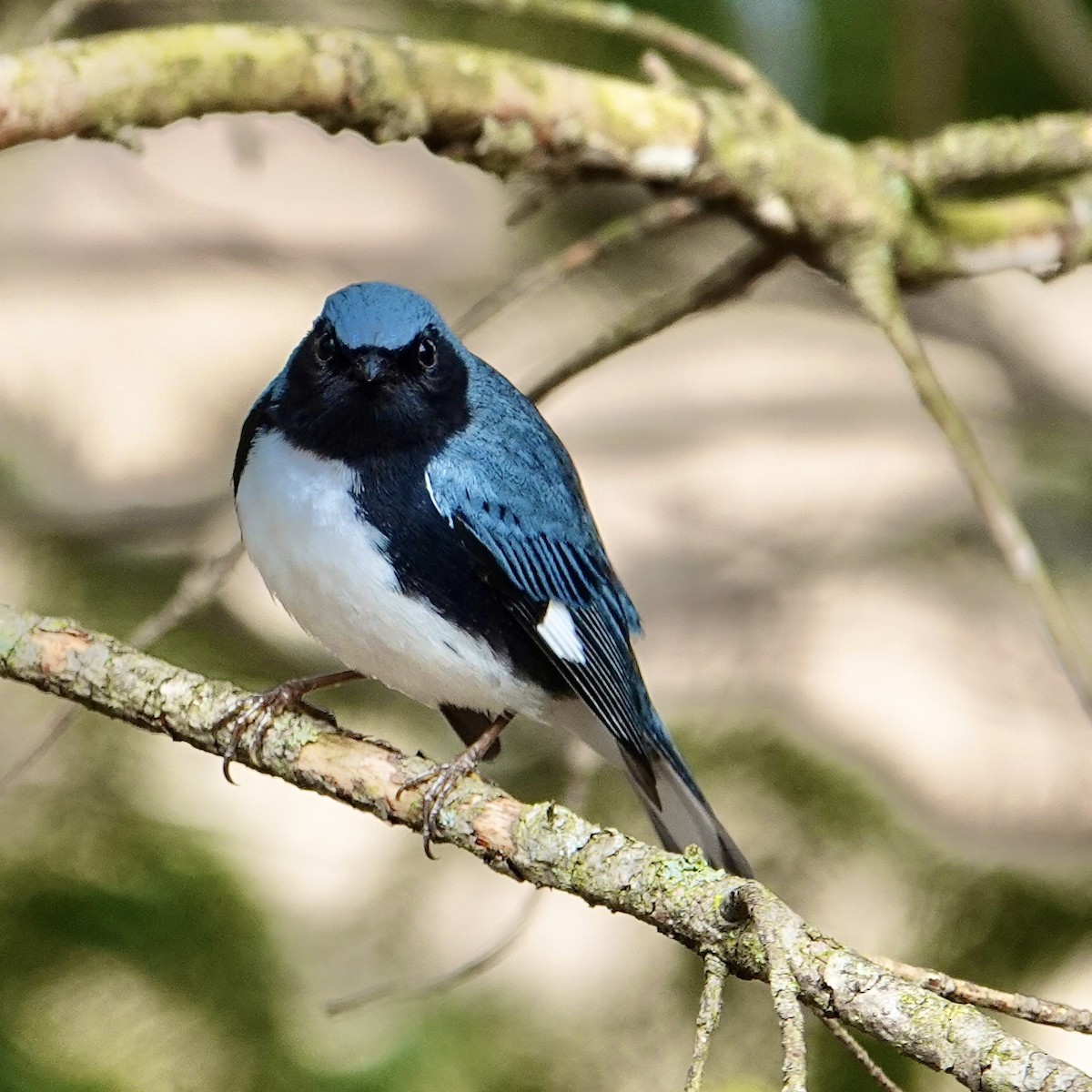Black-throated Blue Warbler - ML618557395