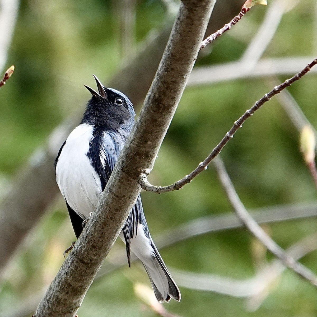 Black-throated Blue Warbler - ML618557396