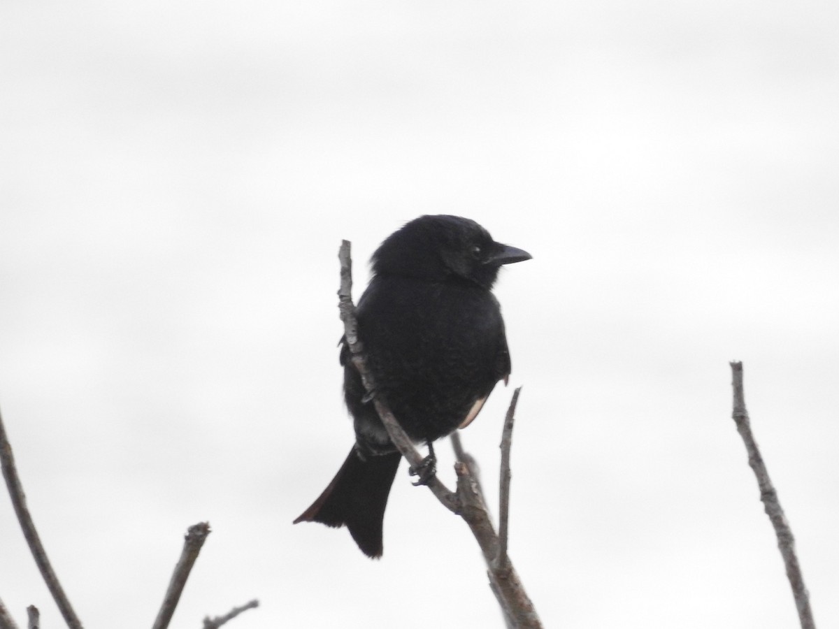 Fork-tailed Drongo - ML618557403