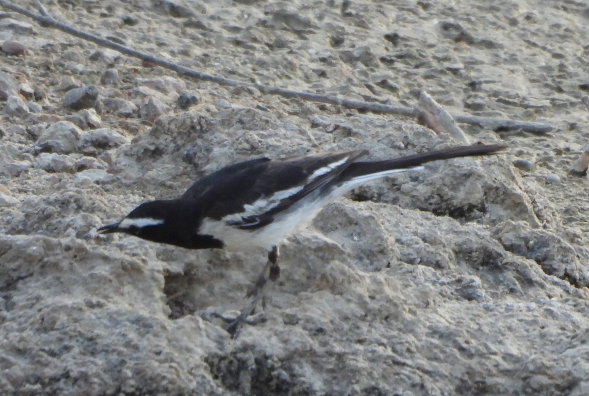 White-browed Wagtail - ML618557414
