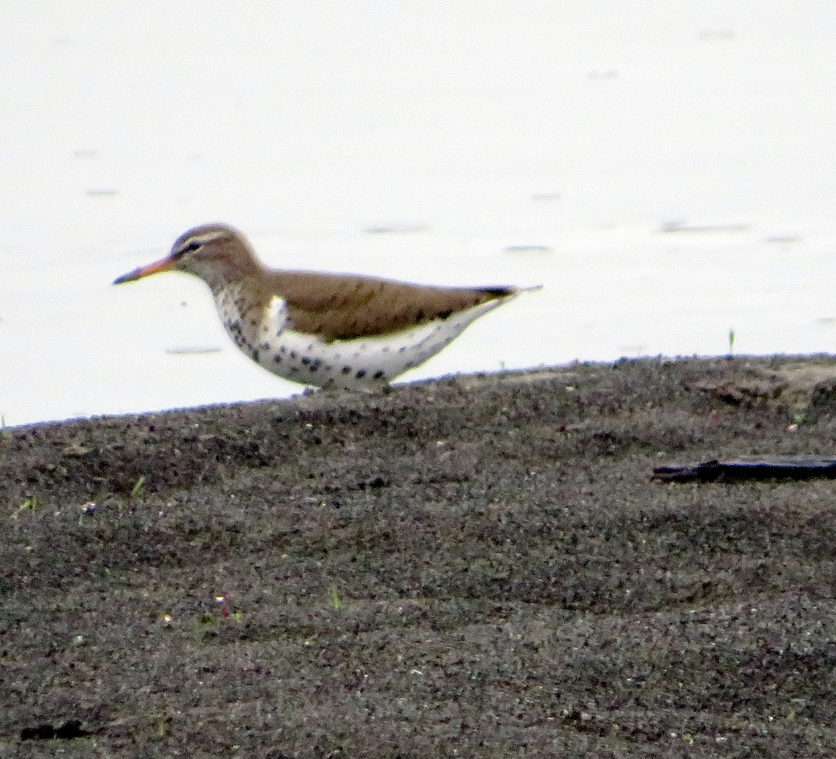 Spotted Sandpiper - Marianne Friers
