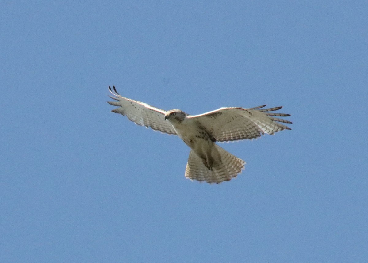 Red-tailed Hawk - ML618557472