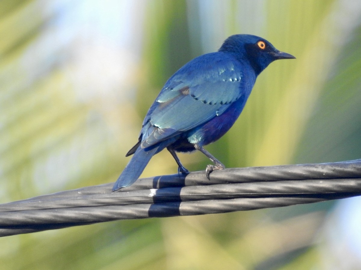 Greater Blue-eared Starling - ML618557479