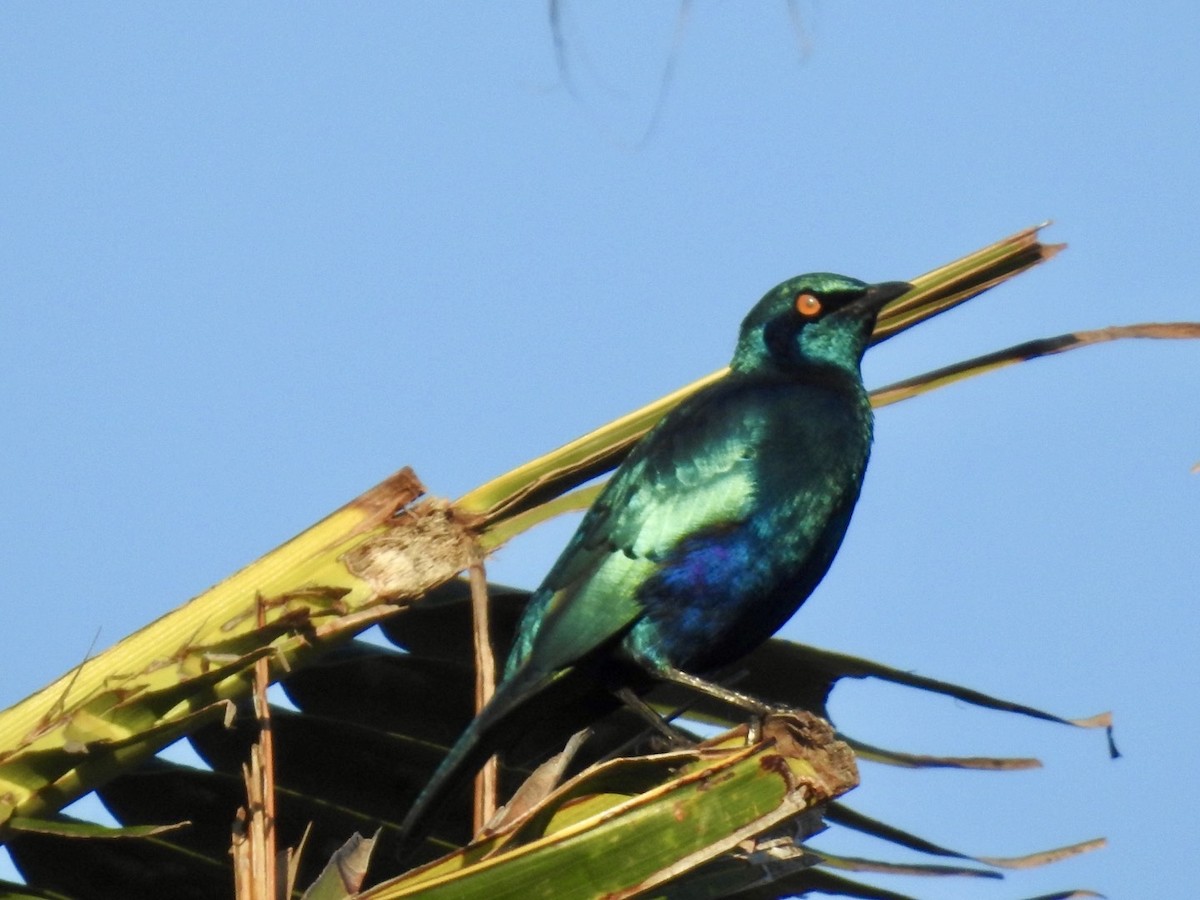 Greater Blue-eared Starling - ML618557480