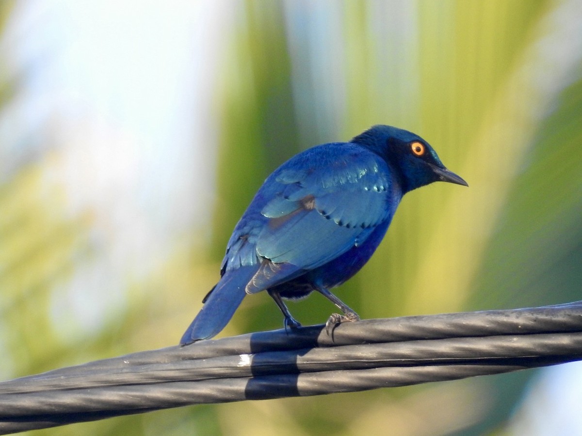 Greater Blue-eared Starling - ML618557482