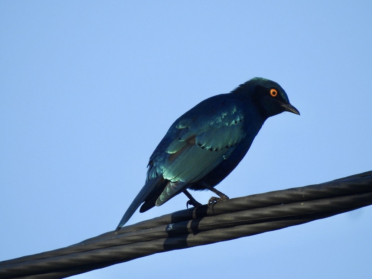 Greater Blue-eared Starling - ML618557483