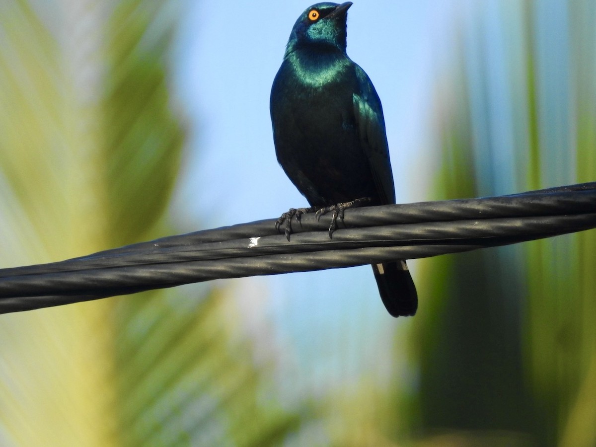 Greater Blue-eared Starling - ML618557484