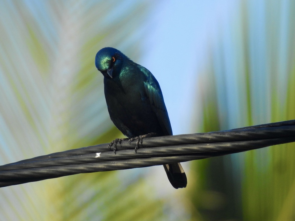 Greater Blue-eared Starling - ML618557486