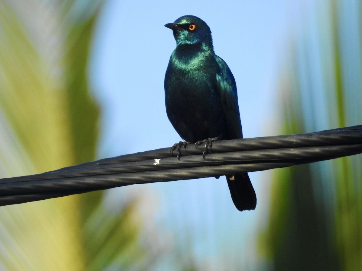 Greater Blue-eared Starling - ML618557487