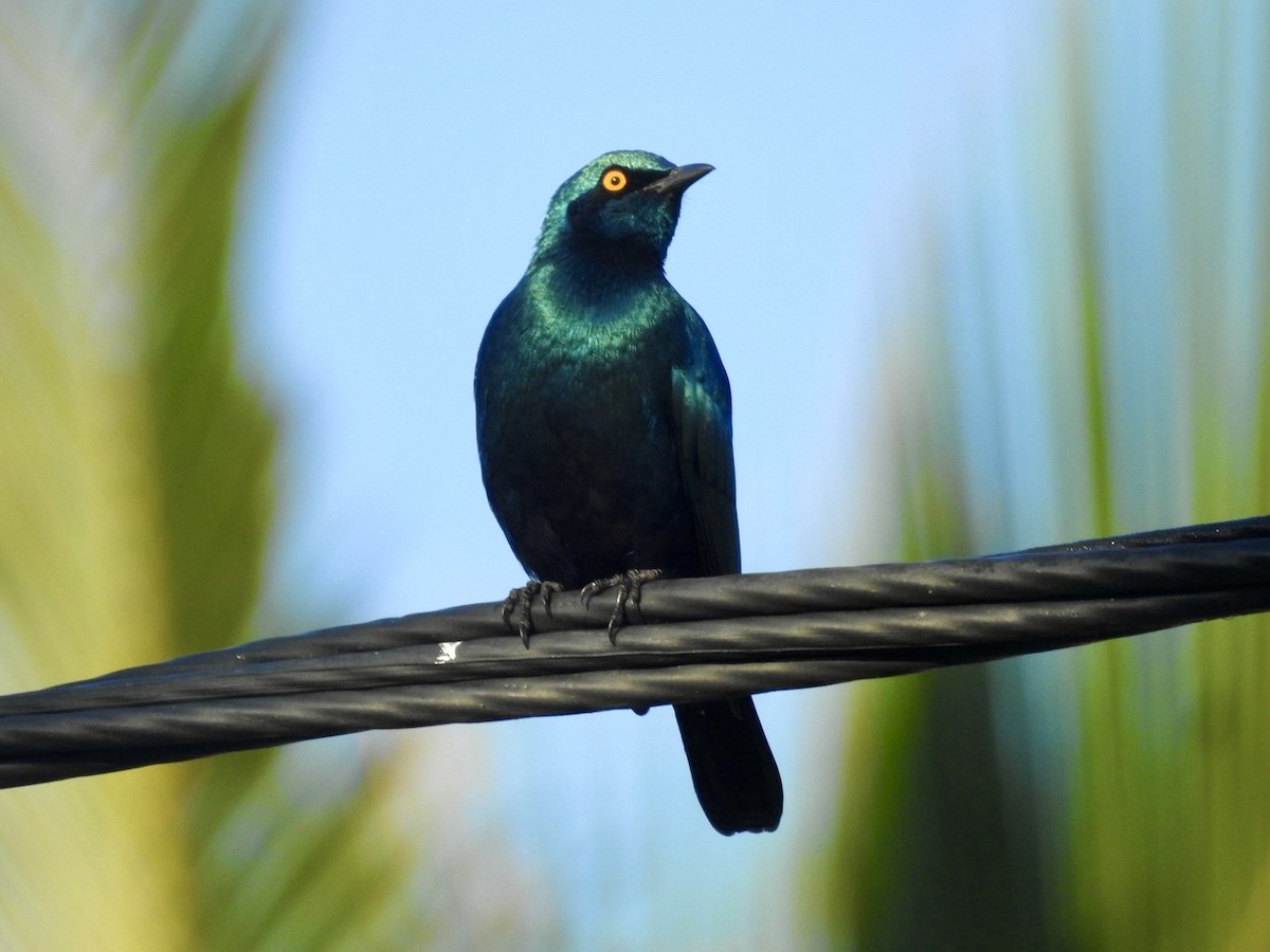 Greater Blue-eared Starling - ML618557488