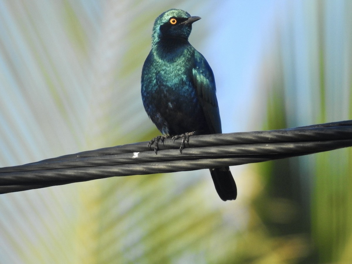 Greater Blue-eared Starling - ML618557489