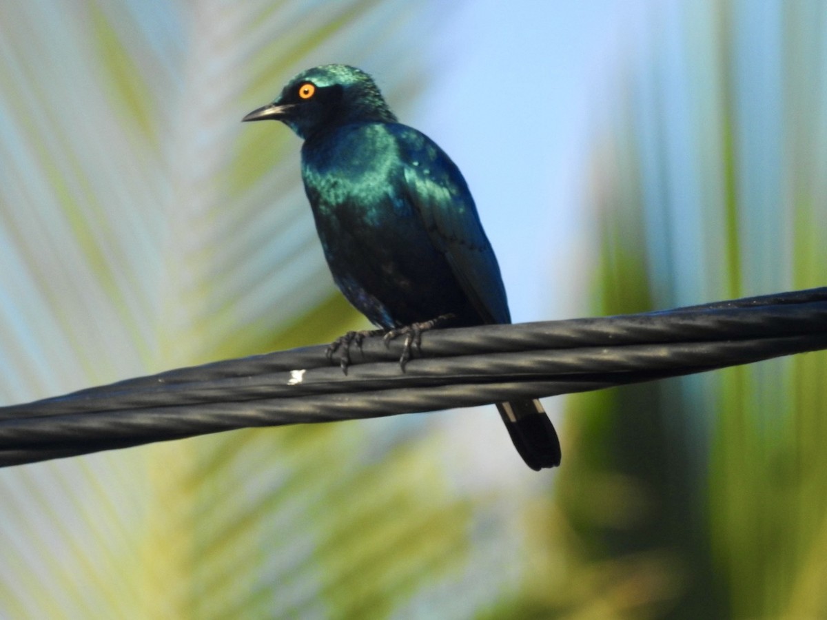 Greater Blue-eared Starling - ML618557490