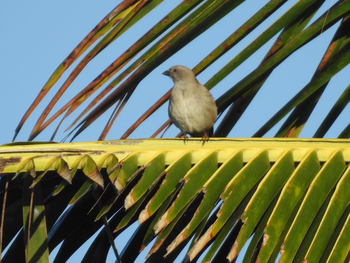 Southern Gray-headed Sparrow - ML618557508