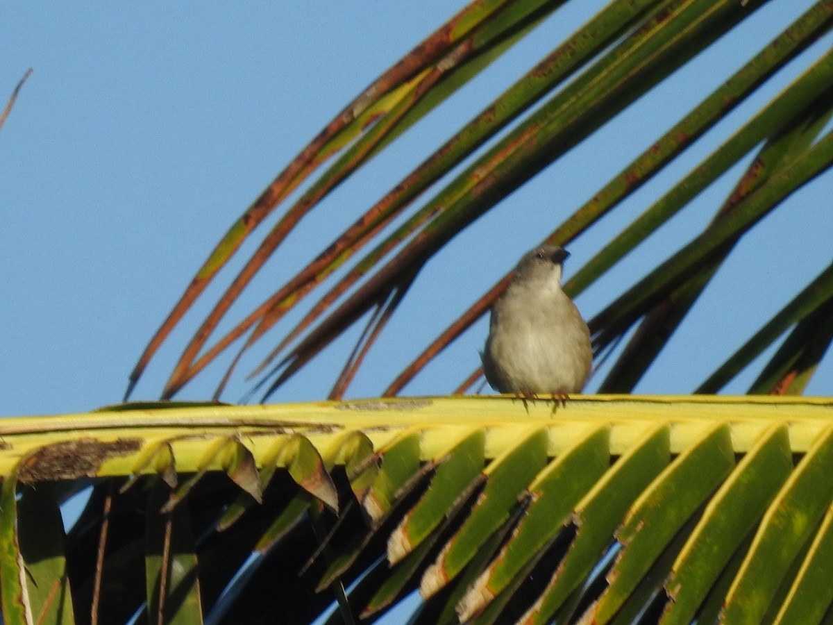 Southern Gray-headed Sparrow - ML618557509