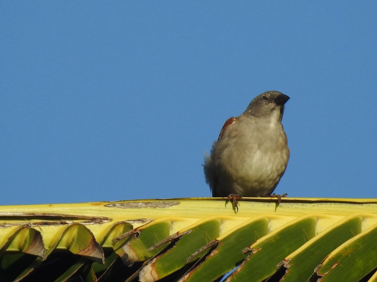 Southern Gray-headed Sparrow - ML618557513