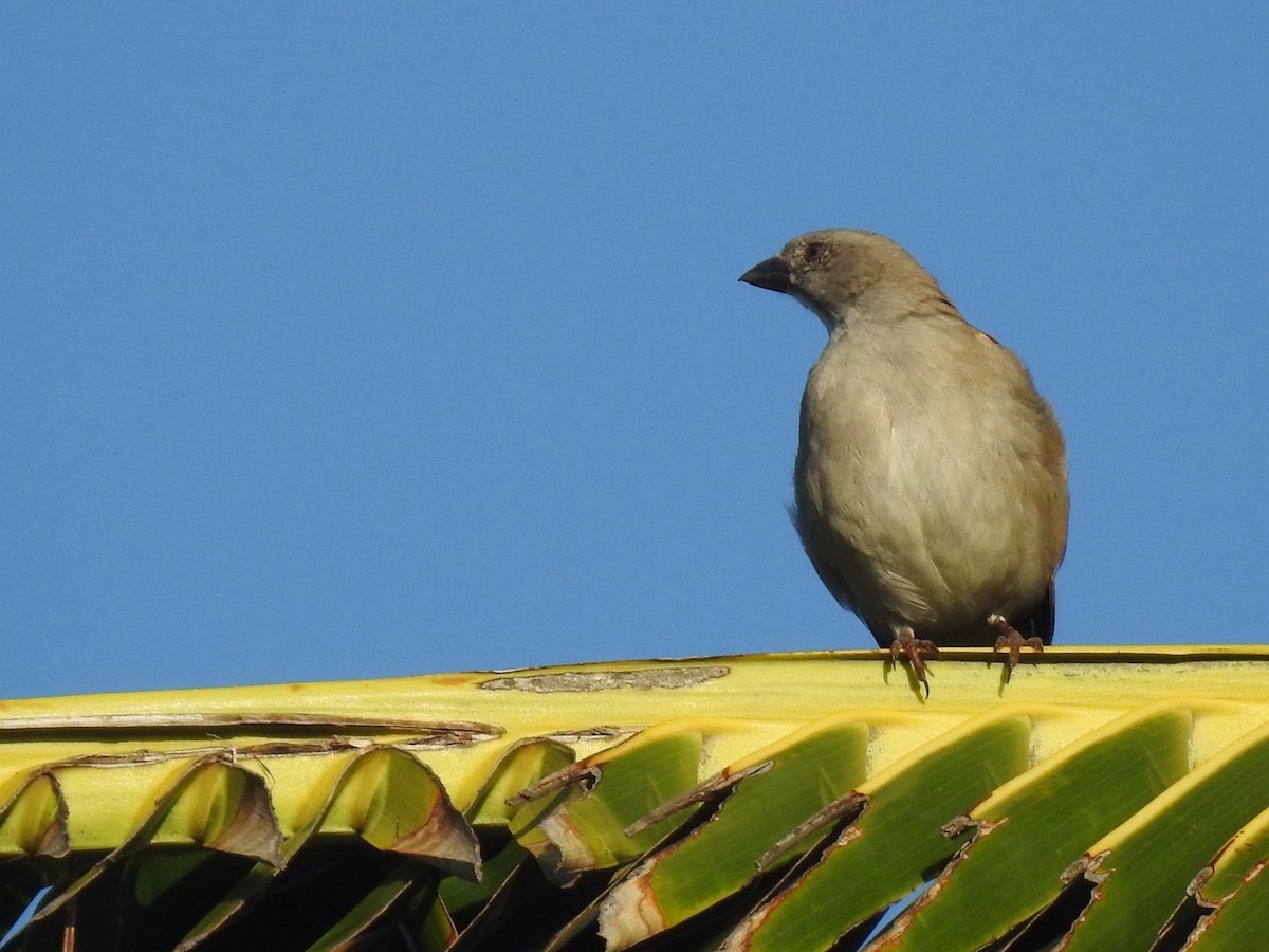 Southern Gray-headed Sparrow - ML618557514
