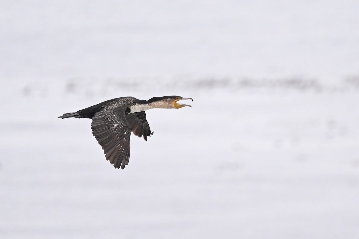 Great Cormorant (White-breasted) - ML618557609