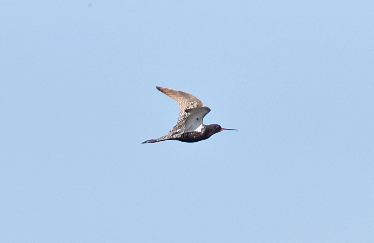 Spotted Redshank - ML618557662