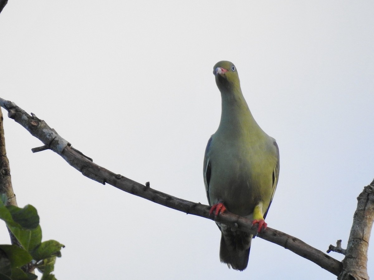 African Green-Pigeon - ML618557673