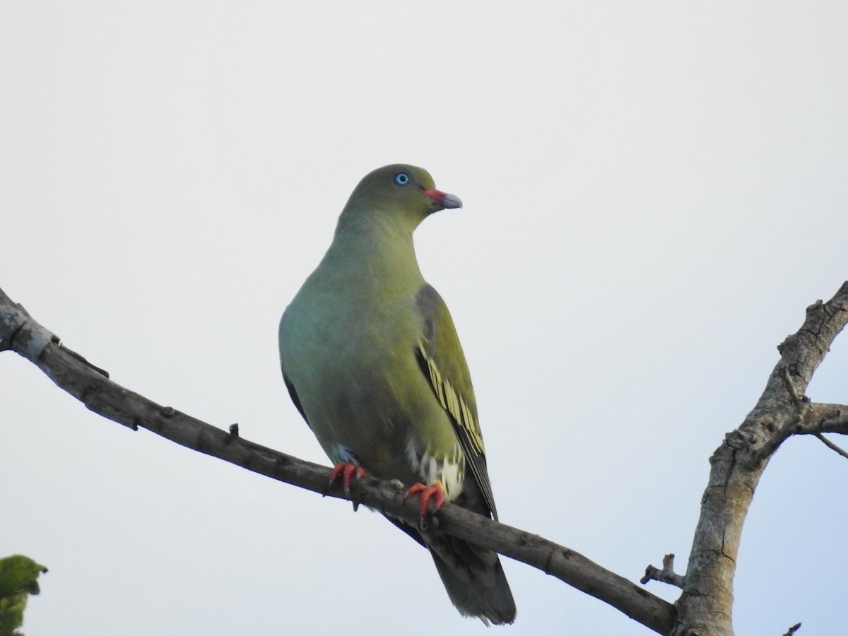 African Green-Pigeon - ML618557674