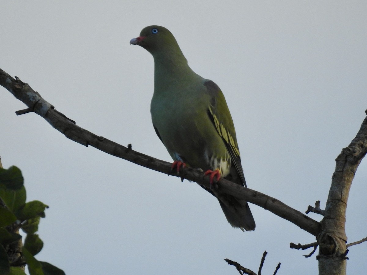 Африканский зелёный голубь - ML618557675