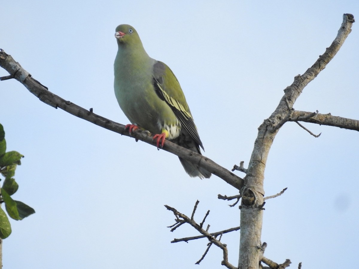 African Green-Pigeon - ML618557676