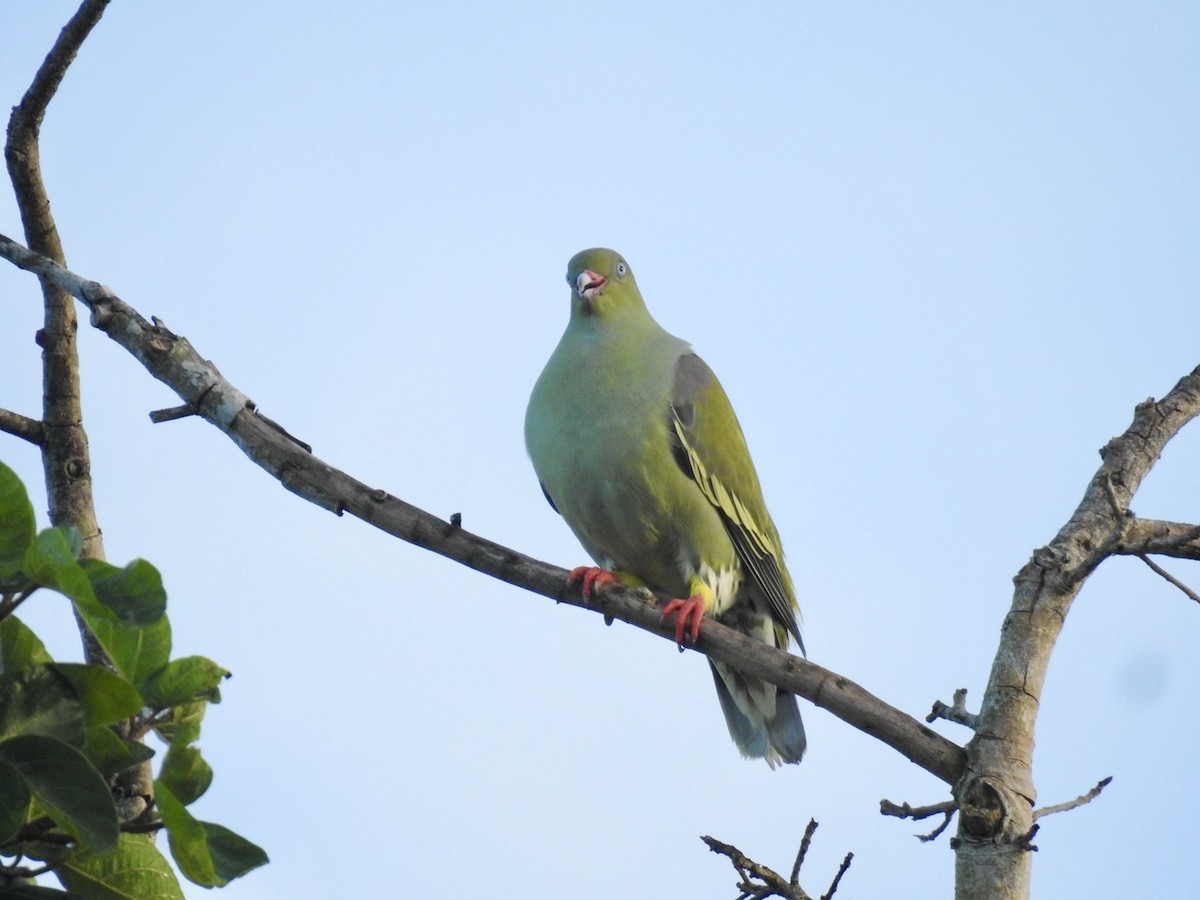 Африканский зелёный голубь - ML618557677
