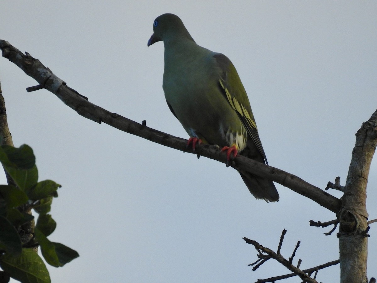 Африканский зелёный голубь - ML618557678