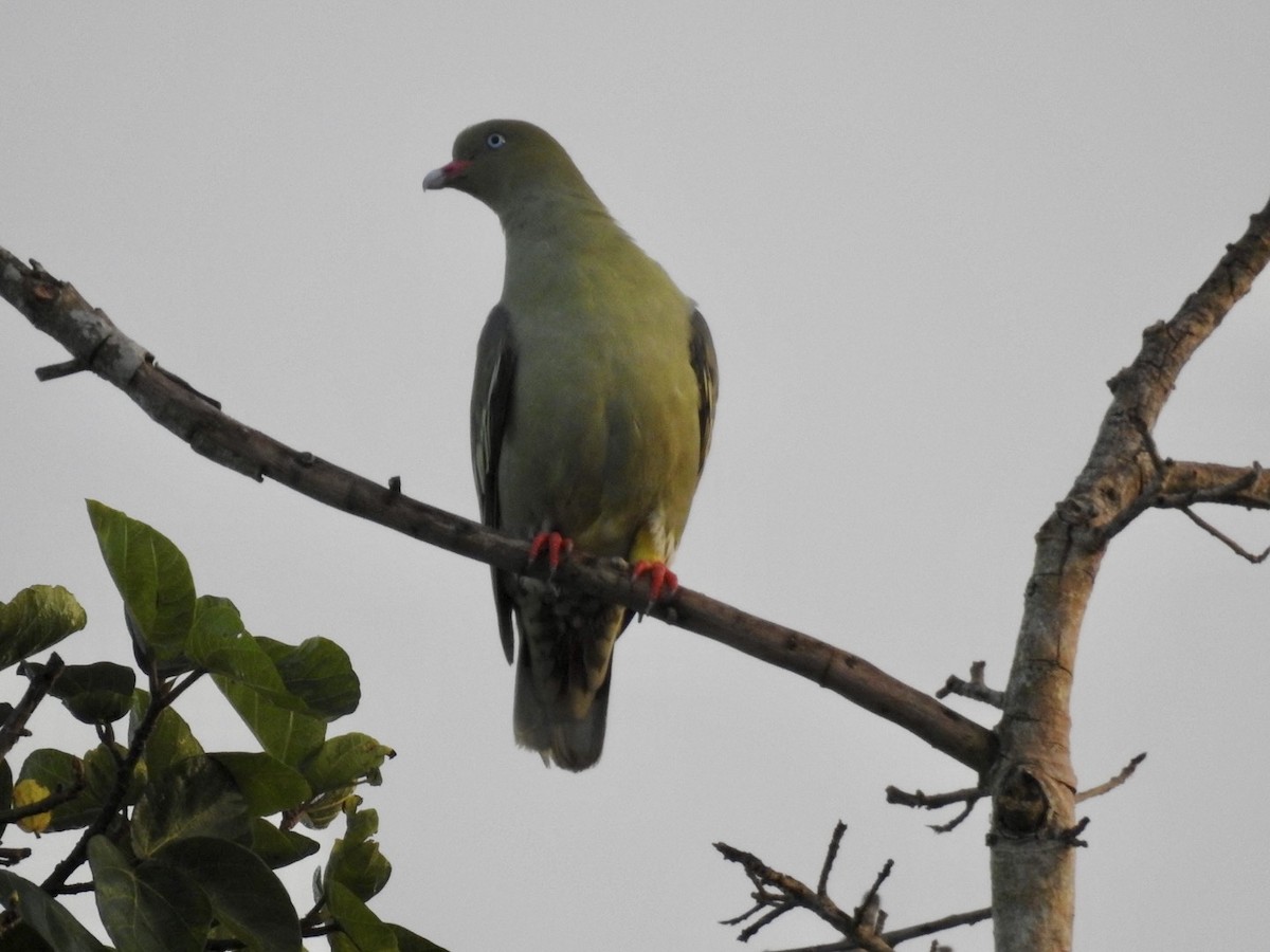 African Green-Pigeon - ML618557679