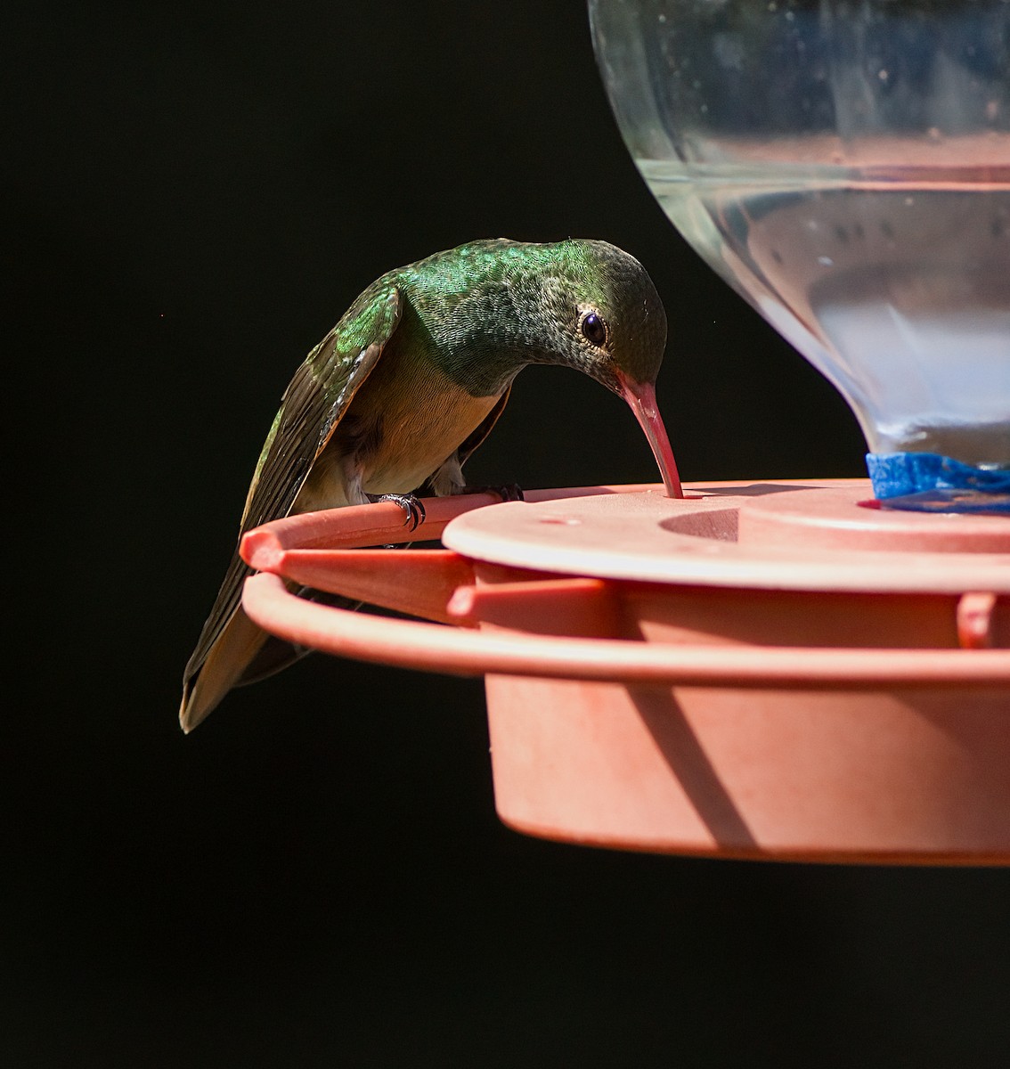 Buff-bellied Hummingbird - ML618557680