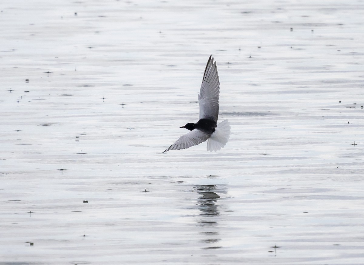 White-winged Tern - ML618557684
