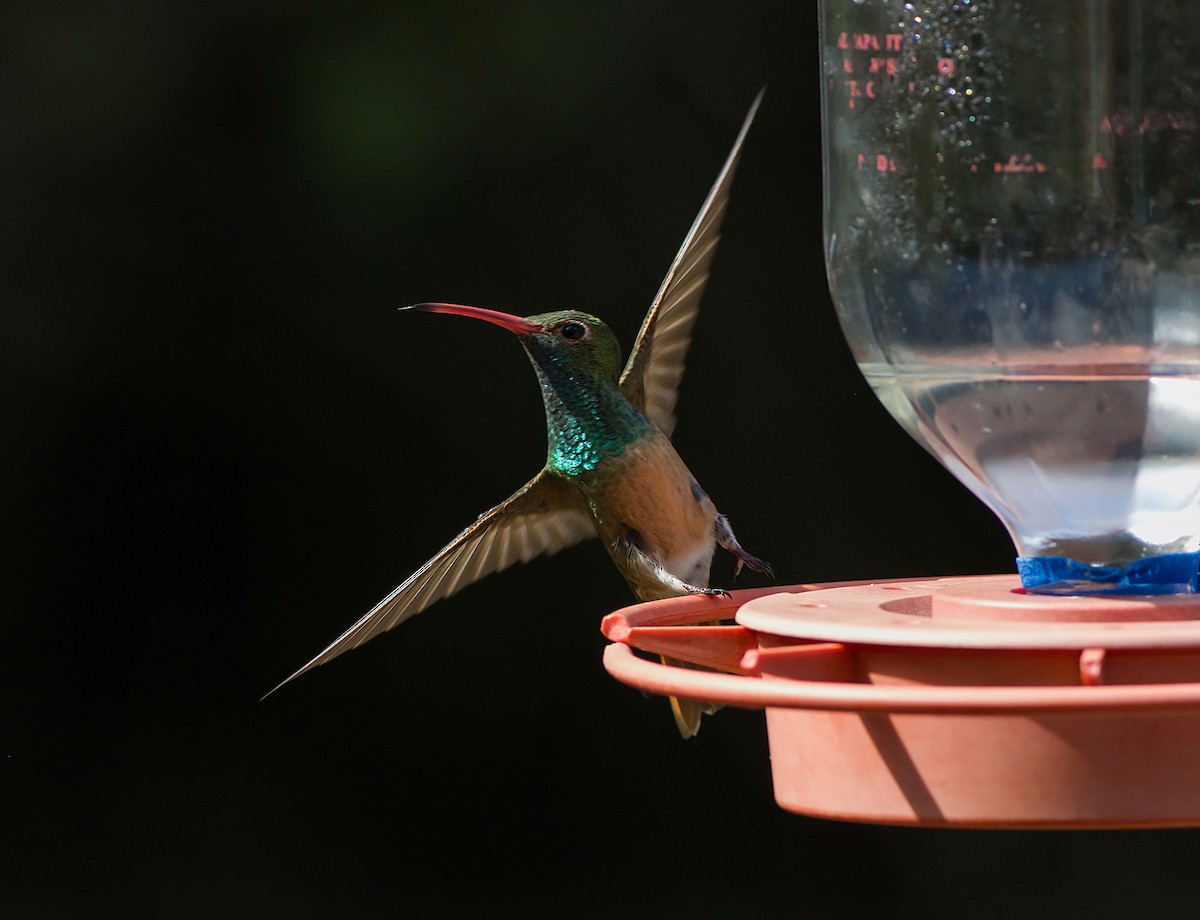 Buff-bellied Hummingbird - ML618557685