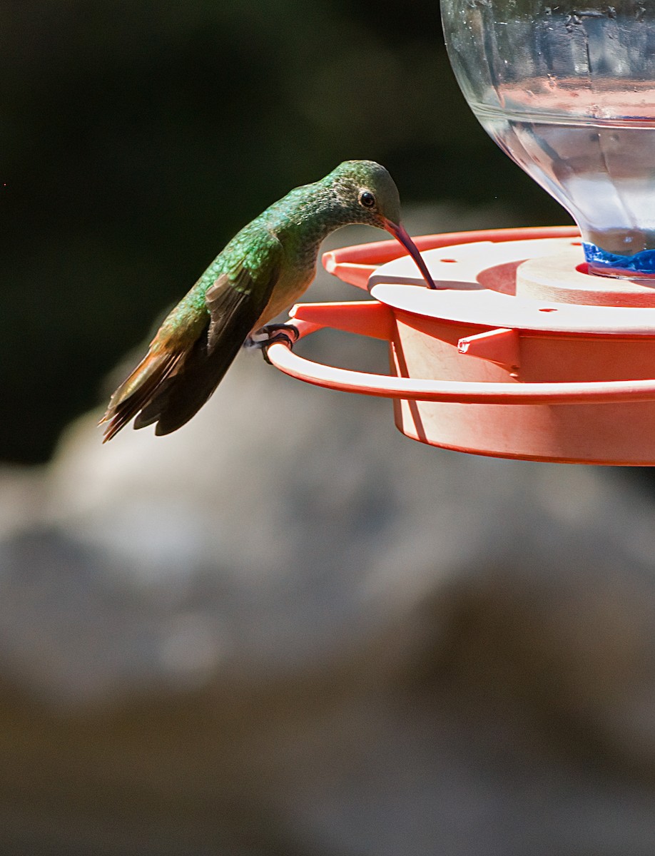 Buff-bellied Hummingbird - ML618557687
