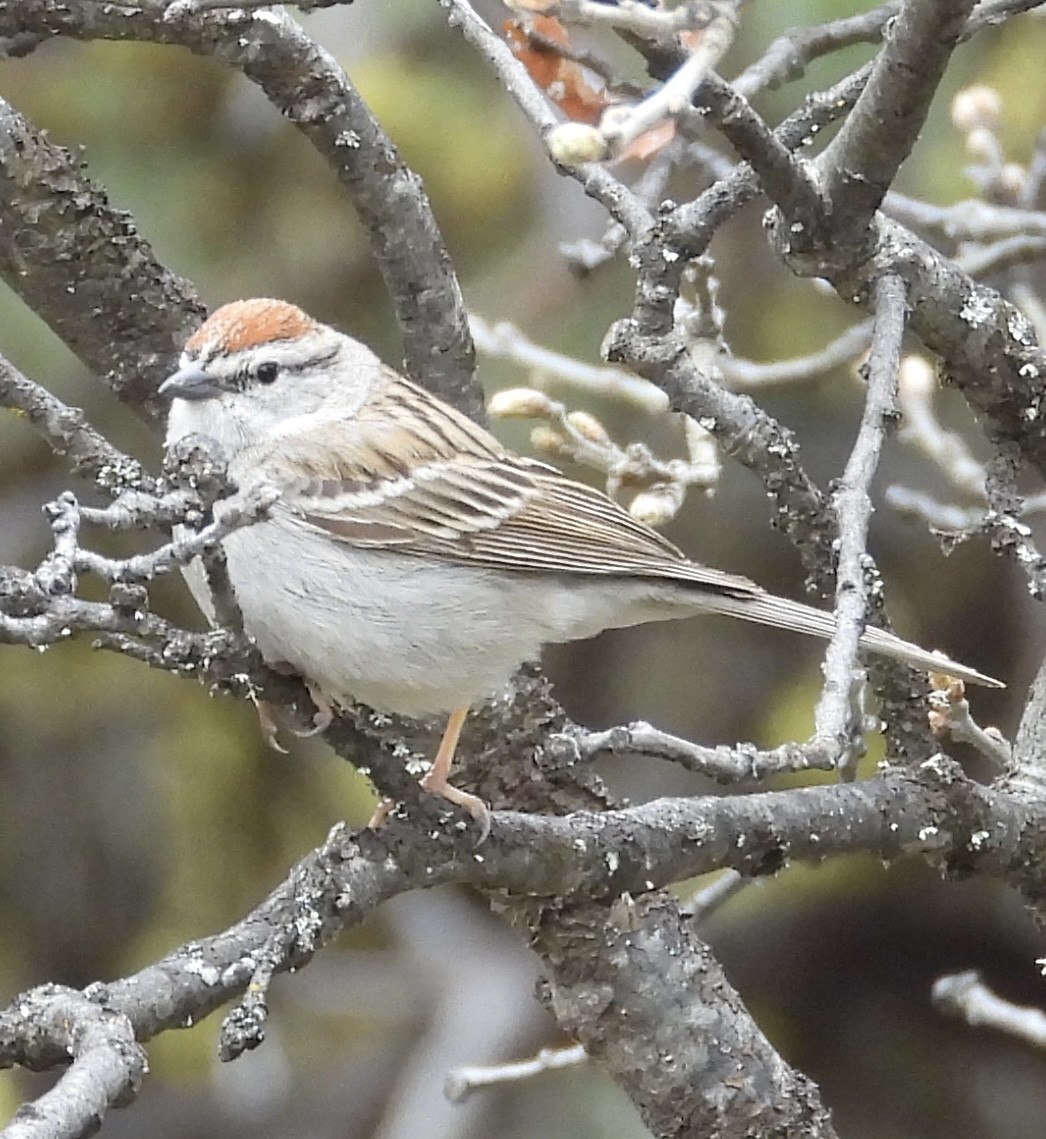 Chipping Sparrow - ML618557723