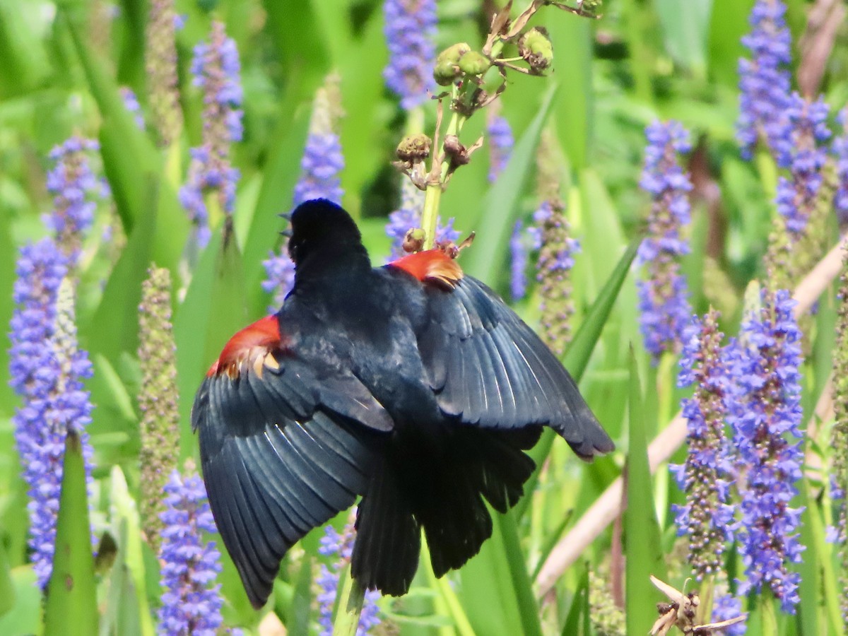 Red-winged Blackbird - ML618557739