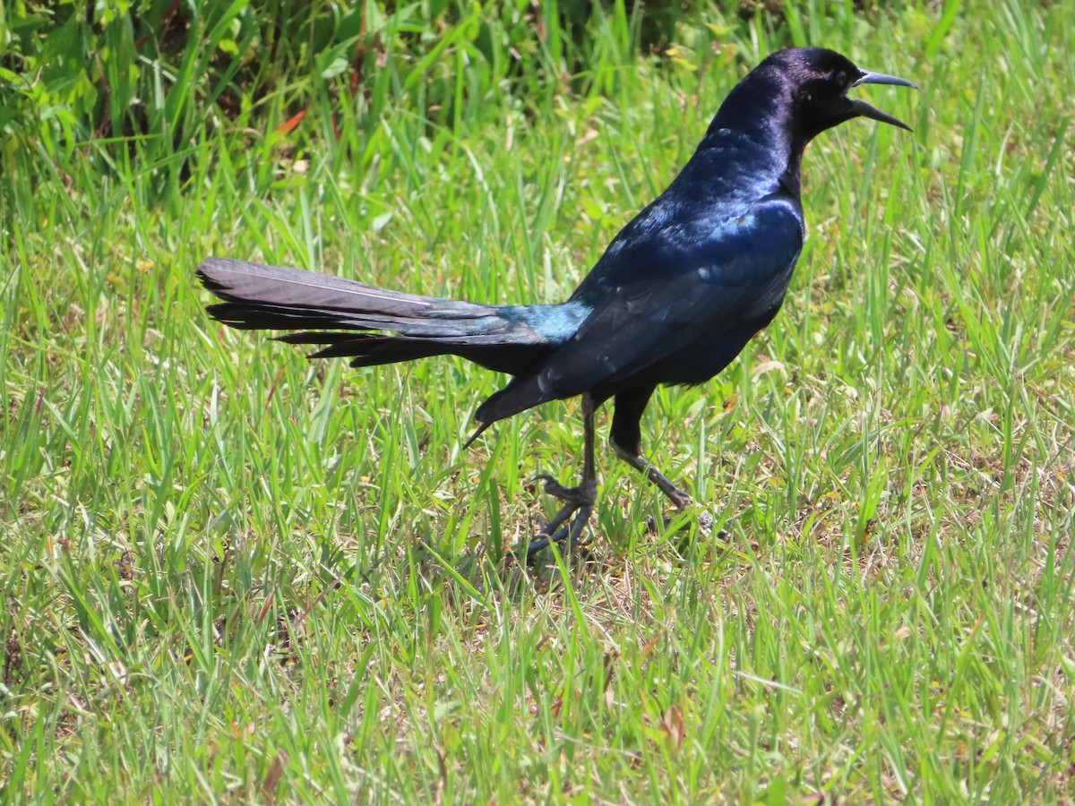 Boat-tailed Grackle - ML618557741
