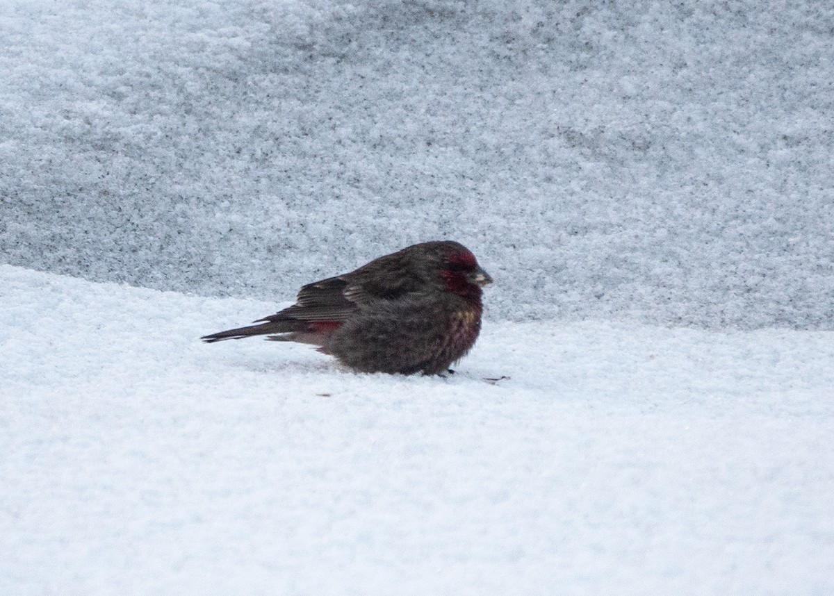 Red-fronted Rosefinch - ML618557780