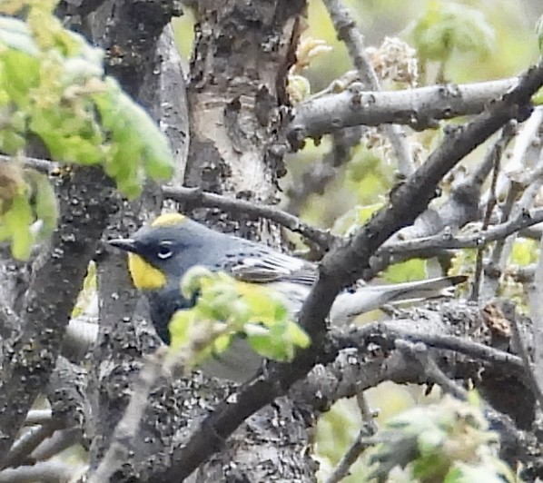 Yellow-rumped Warbler (Audubon's) - ML618557790