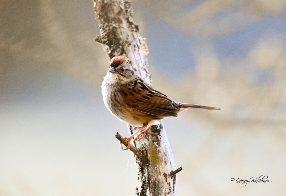 Swamp Sparrow - ML618557798