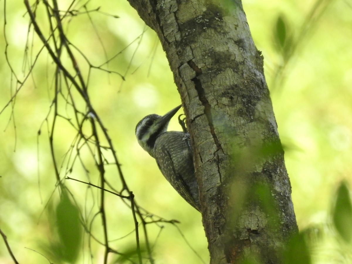 Bearded Woodpecker - ML618557814