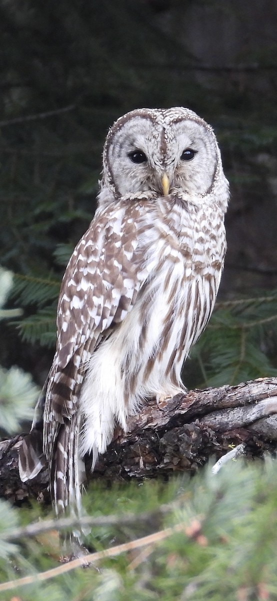 Barred Owl - Lawrence Datnoff