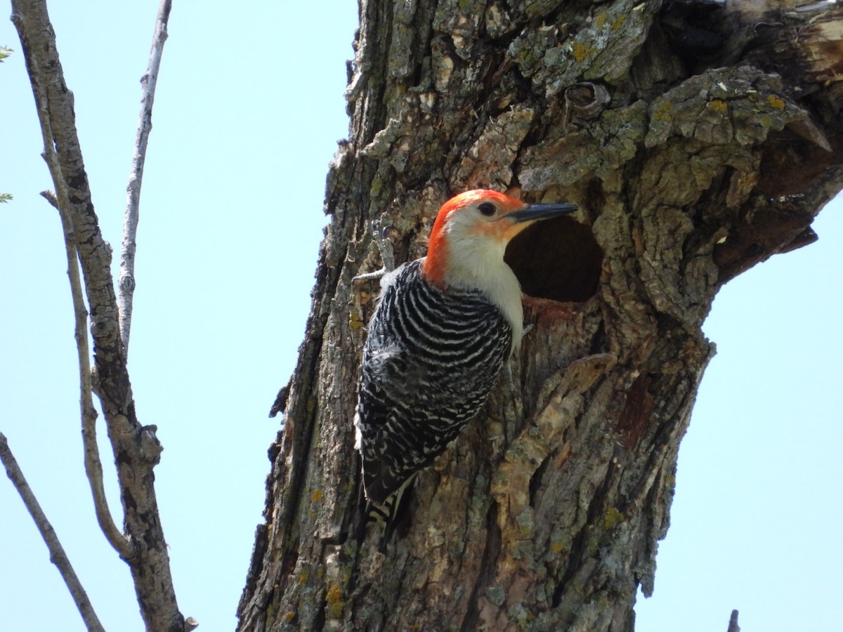 Red-bellied Woodpecker - ML618557886