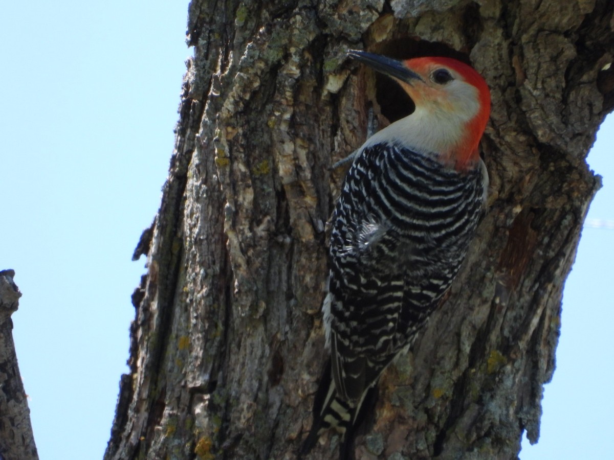Red-bellied Woodpecker - ML618557887