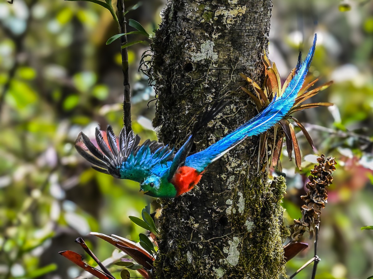 Quetzal resplendissant - ML618557931