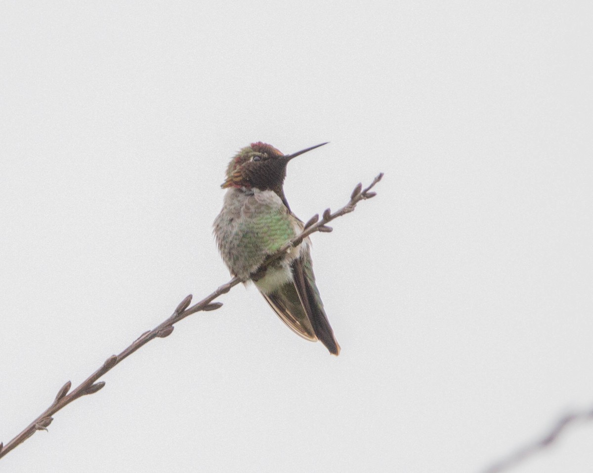 Anna's Hummingbird - ML618557955