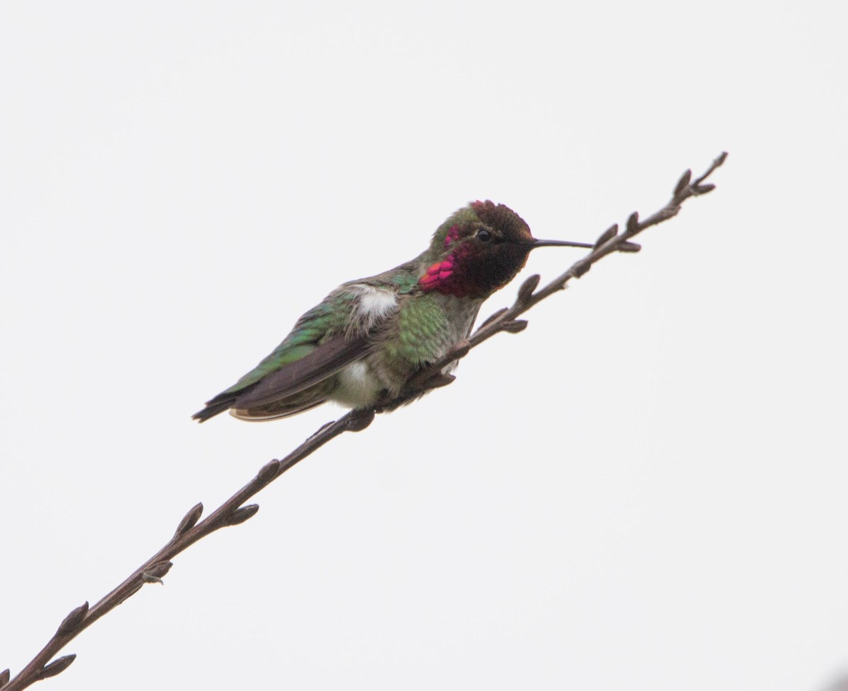 Anna's Hummingbird - ML618557956