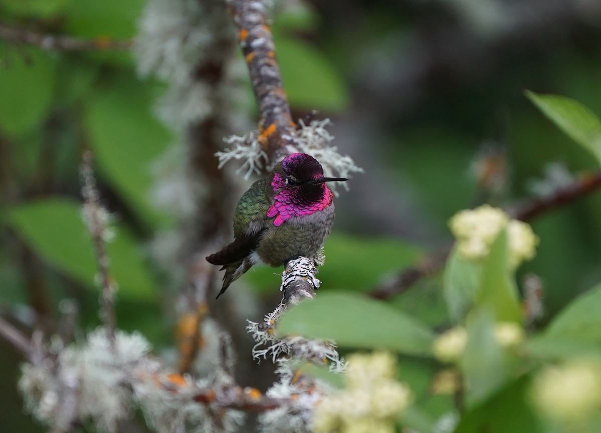 Anna's Hummingbird - ML618557974